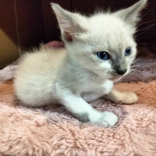 シャムミックス♀６週、グレーキジ妹と一緒に