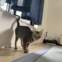家族を探しています！