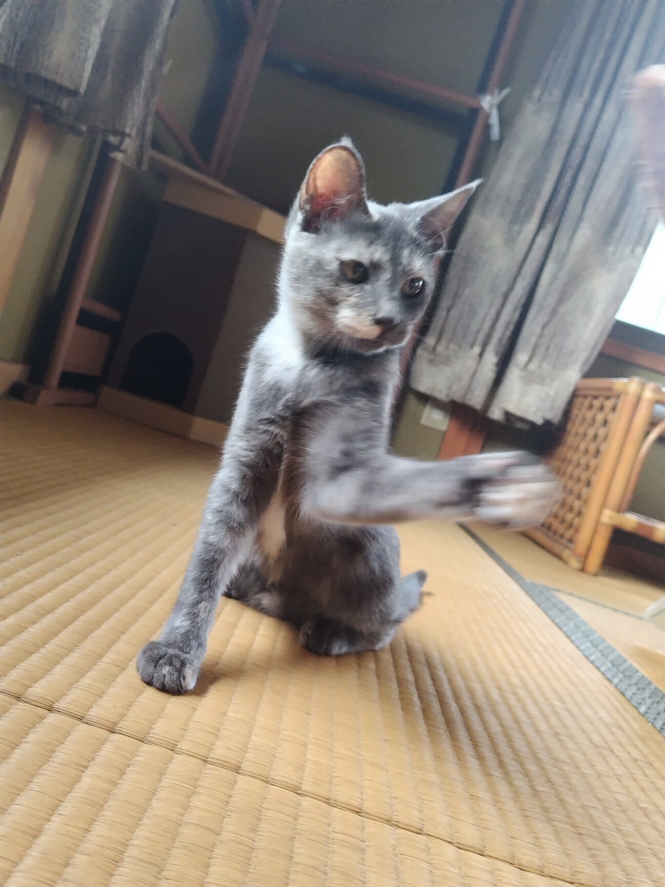グレーベースのサビ猫ちゃん」香川県 - 猫の里親募集(471359) 1枚目の