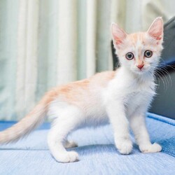 in春日井市☆全部で子猫が60匹～2会場で子猫の大祭！☆2023年10月7日（土）ちーむ にゃいんず