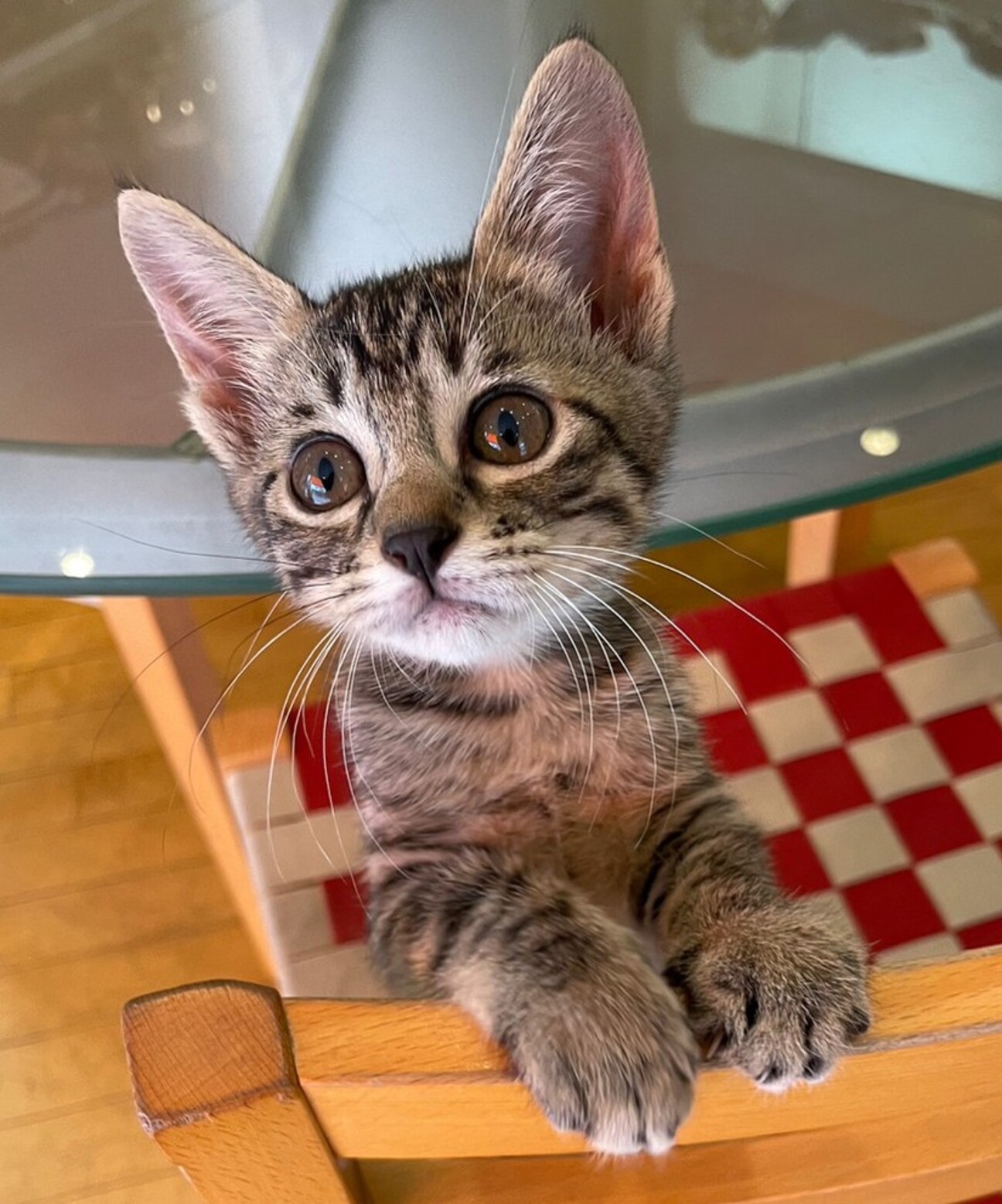 幸せのカギしっぽキジトラ」岡山県 - 猫の里親募集(471460