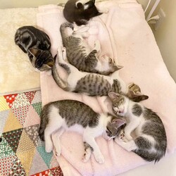 in豊明市☆全部で子猫が60匹～2会場で子猫の大祭！☆2023年10月7日（土）～ちーむ にゃいんず