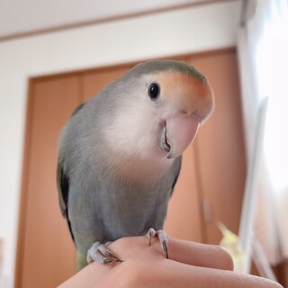 コザクラインコ