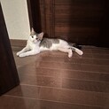 ビビリだけど甘えんボーイ