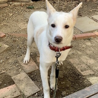 香川県からレスキュー！ちょっとシャイなバニラちゃん