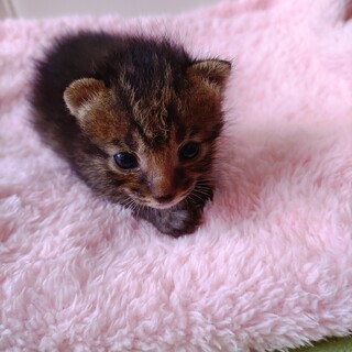 真夜中に鳴いていた生まれたての子猫を保護しました