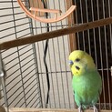 セキセイインコ募集します
