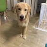 ゴールデンレトリーバー（オス） サムネイル2
