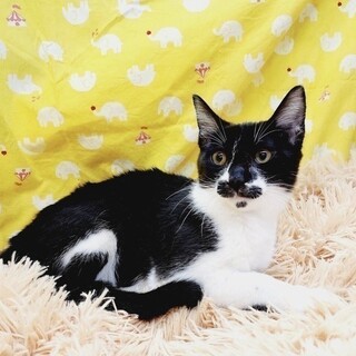 10/8 東日本橋】人見知りのない甘えん坊♥️ゴマ