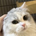 スコティッシュストレート★代理投稿★ララちゃん