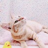 【10/8東日本橋】永遠の子猫気質♡しんまいくん サムネイル4