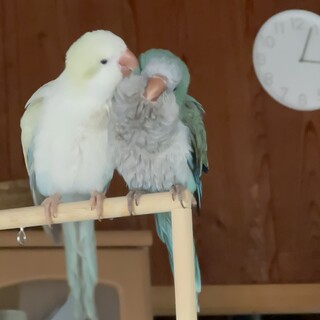 オキナインコ2羽ペア