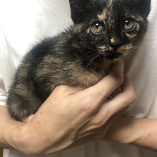 2ヶ月★サビ猫女の子★仲良し兄弟､同時募集！