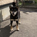 黒柴犬の女の子　2歳5ヶ月