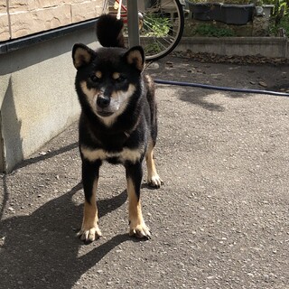 黒柴犬の女の子　2歳5ヶ月