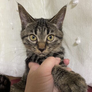 お目目ぱっちりレオくん