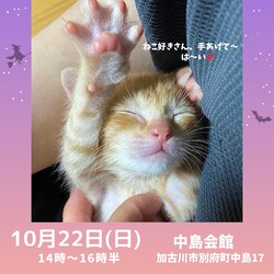 ごんまるキャット猫の譲渡会