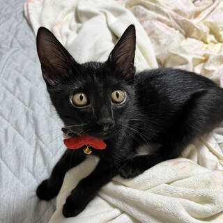 やんちゃな黒トラくんです！