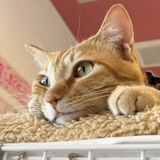 抱っこもぺろぺろも♡とにかく人が大好きハニー❤︎