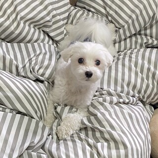 マルチーズのオスです　5歳　人間が大好きです！