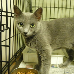 犬猫譲渡会～あなたの家族になりたい～　　　　 サムネイル2