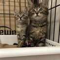 2ヶ月キジトラ長毛短毛兄妹