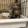 2ヶ月キジトラ長毛短毛兄妹 サムネイル2