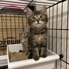 2ヶ月キジトラ長毛短毛兄妹 サムネイル3