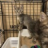 2ヶ月キジトラ長毛短毛兄妹 サムネイル4