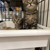 2ヶ月キジトラ長毛短毛兄妹 サムネイル5