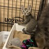 2ヶ月キジトラ長毛短毛兄妹 サムネイル6