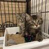 2ヶ月キジトラ長毛短毛兄妹 サムネイル7
