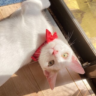 ありがとうございました