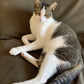 好奇心旺盛、人が大好きキジ白にゃんこ♡