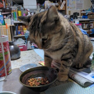 緊急！　助けて下さい!　里親様募集　