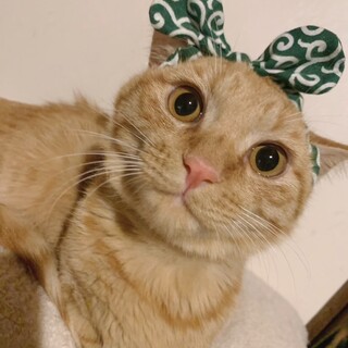 ボク茶太郎♡なでなでよろしくです！