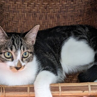 ジェリーちゃん(首里の4兄妹) ４ヶ月の女の子