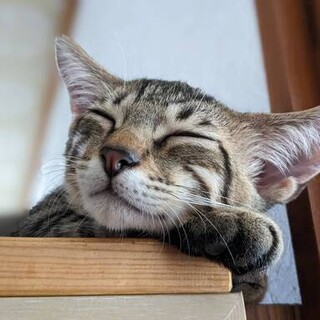 チップくん(首里4兄妹) 4ヶ月の男の子です