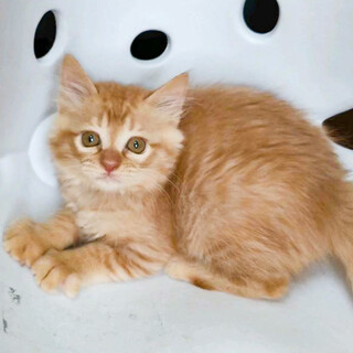 募集停止　ふかふかもこもこ茶トラ男子⭐️チャーリー