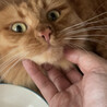 の写真