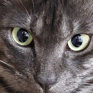 ブラックスモークタビーのジオ君