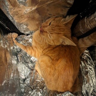 生後3ヶ月の子猫！