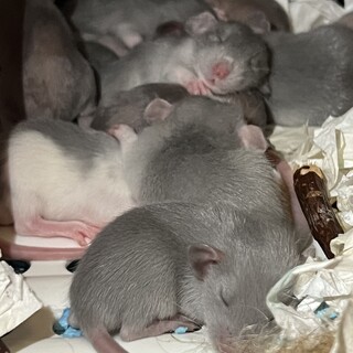 ファーシーラット里親募集！