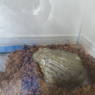 アフリカウシガエル（♂2匹、3歳）