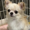 応募ストップ、チワワ、オス
