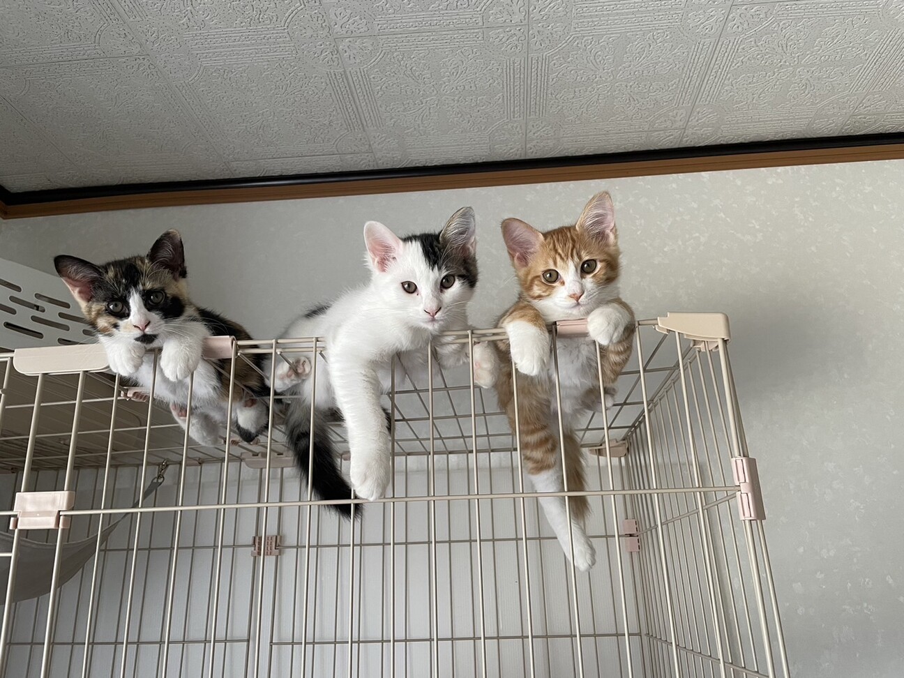 三毛猫ママから産まれた3兄妹」奈良県 - 猫の里親募集(471674) 1枚目の