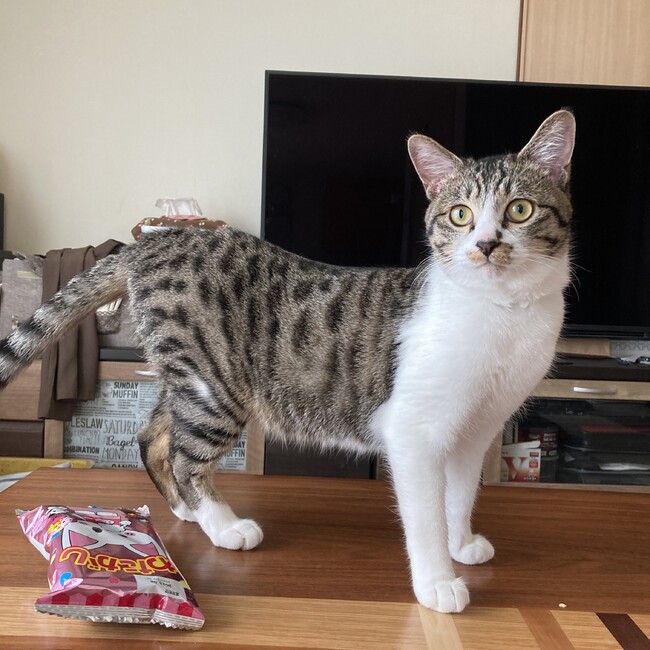 むっしのカバー写真
