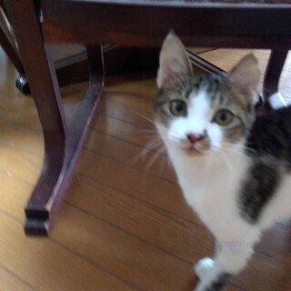 手術済み　キジ白男の子　里親さんと交渉中