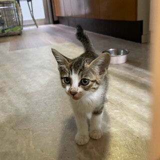 《チコちゃん》過酷な環境を生き延びた甘えん坊❤️