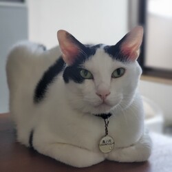 第４１回パニャリンピック＆にゃスターズー障害猫さん＆シニア猫さんの譲渡会 サムネイル2